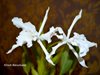 laelia lobata concolor 